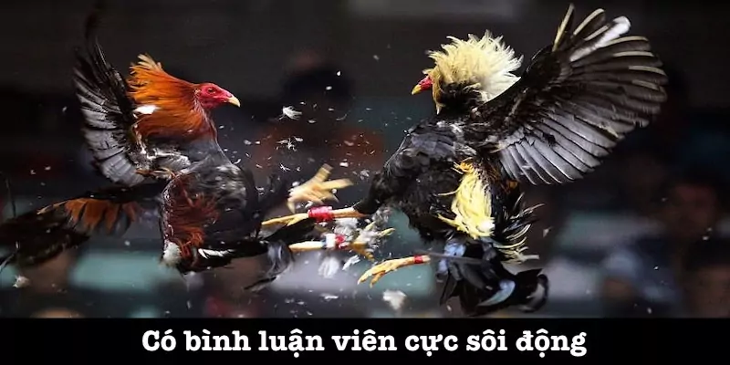 Có sự hỗ trợ của bình luận viên đá gà