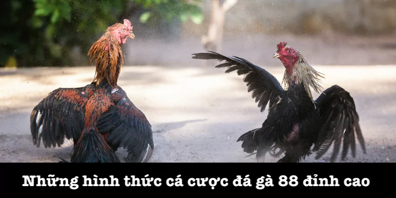 Hình thức chọi gà 88 hấp dẫn và phổ biến