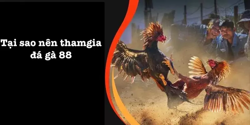 Lý do nên tham gia chọi gà 88