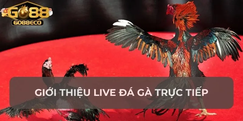 Giới thiệu live đá gà trực tiếp
