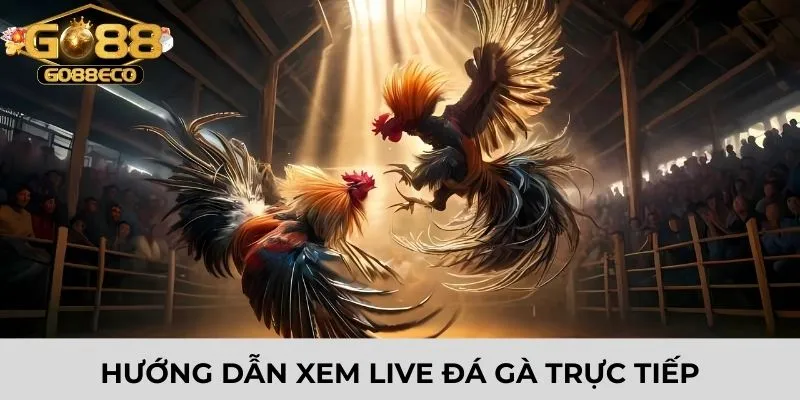 Hướng dẫn xem live đá gà trực tiếp