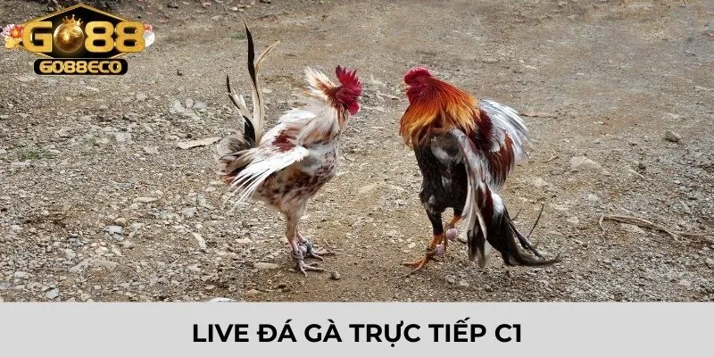 Live đá gà trực tiếp C1