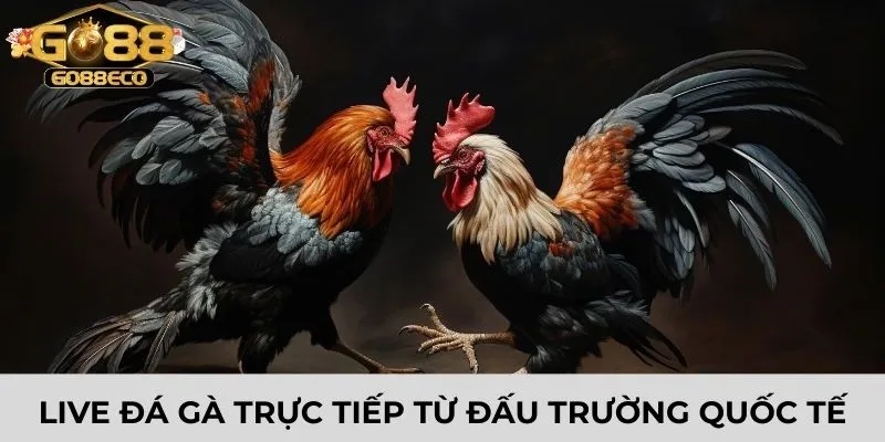 Live đá gà trực tiếp từ đâu trường quốc tế
